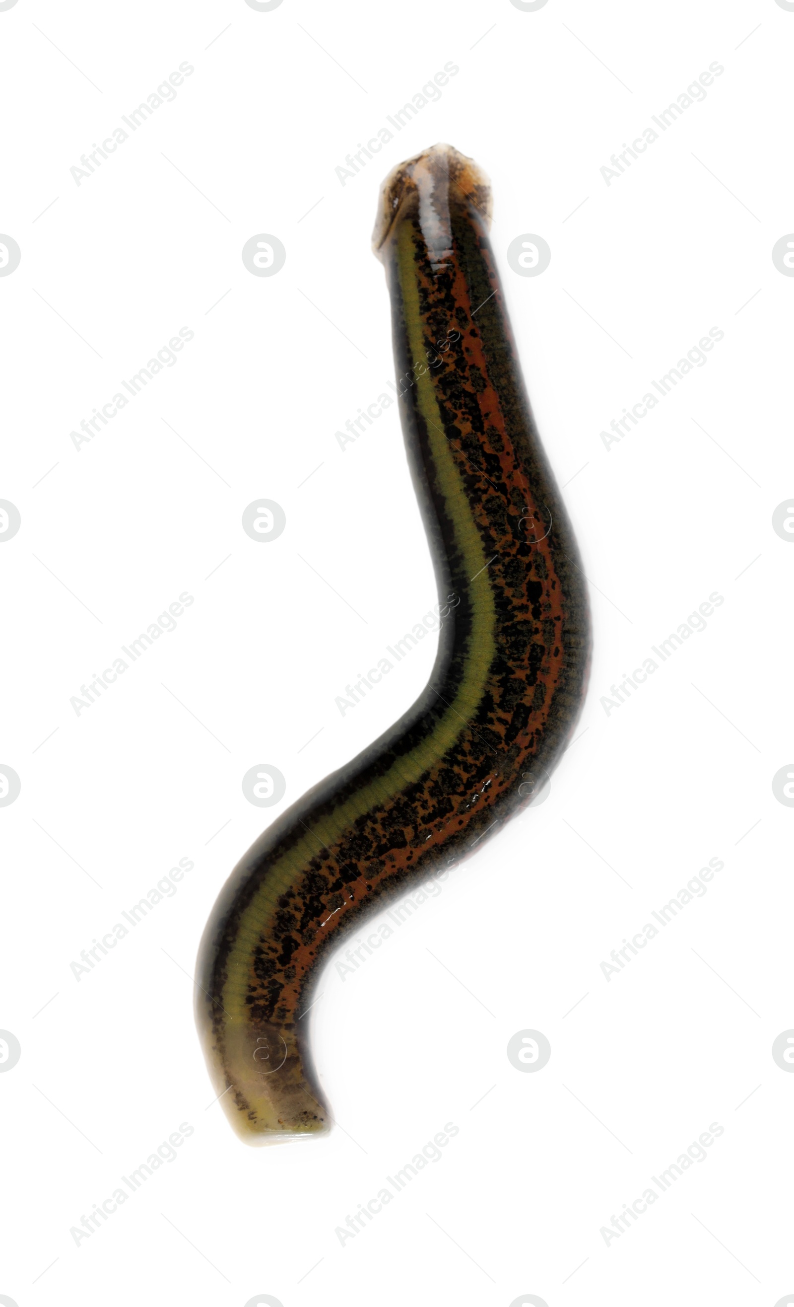 Photo of One medicinal leech isolated on white, top view