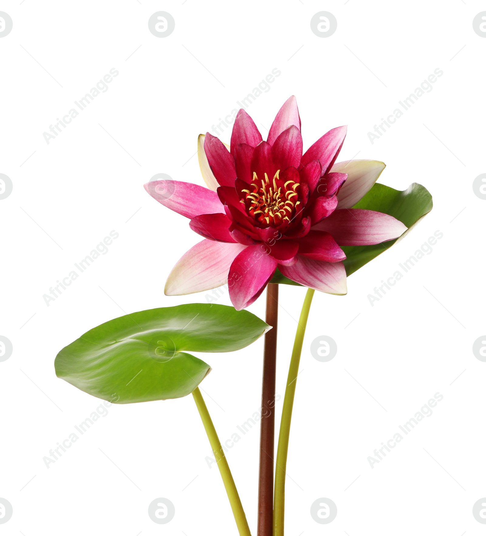 Photo of Beautiful blooming lotus flower with green leaves isolated on white