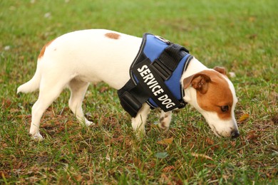 Photo of Cute Jack Russell Terrier wearing service dog vest outdoors