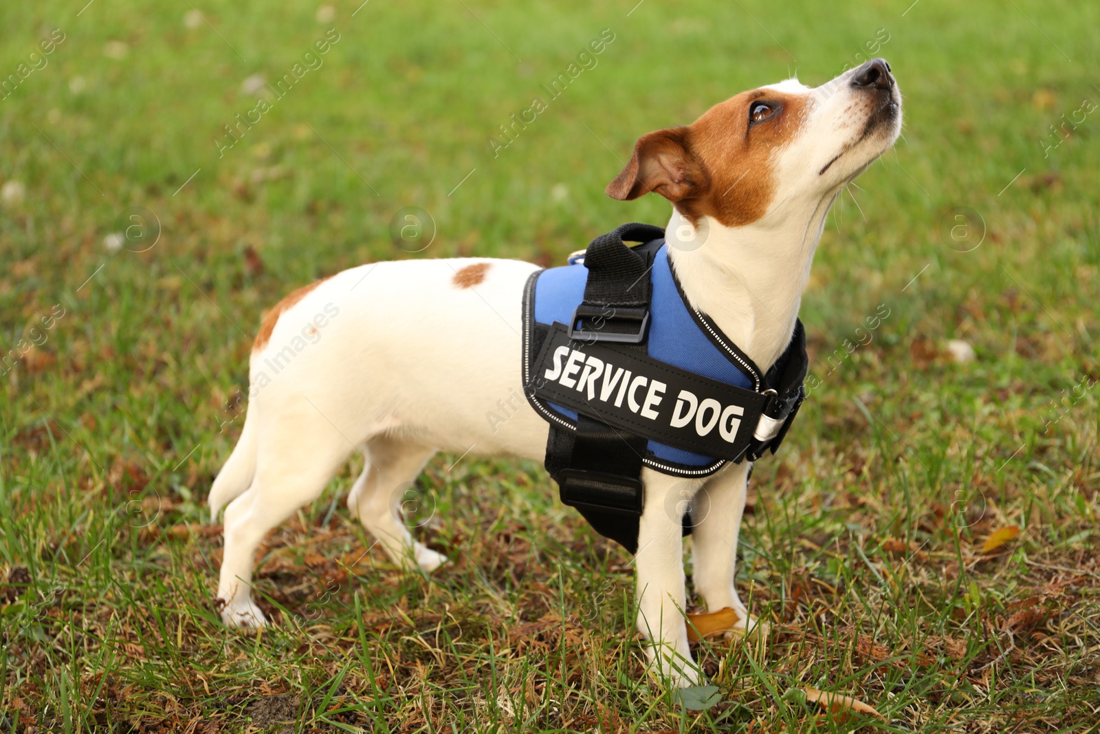 Photo of Cute Jack Russell Terrier wearing service dog vest outdoors