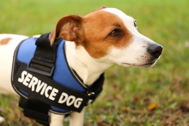 Photo of Cute Jack Russell Terrier wearing service dog vest outdoors, closeup