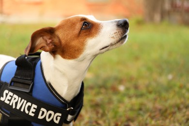 Photo of Cute Jack Russell Terrier wearing service dog vest outdoors, closeup. Space for text