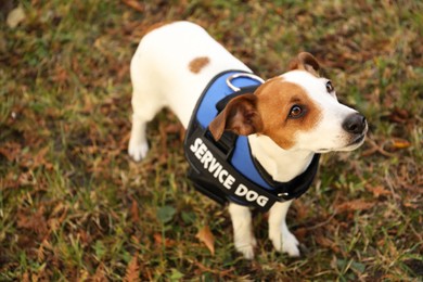 Photo of Cute Jack Russell Terrier wearing service dog vest outdoors, above view