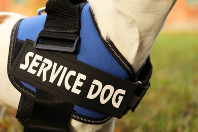 Photo of Cute Jack Russell Terrier wearing service dog vest outdoors, closeup