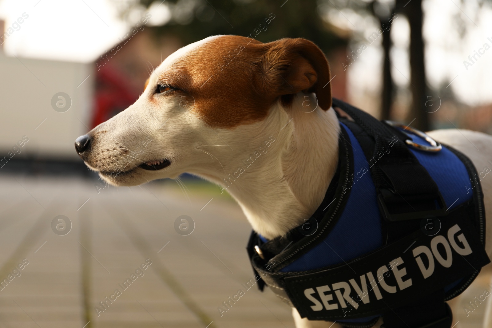 Photo of Cute Jack Russell Terrier wearing service dog vest outdoors, closeup