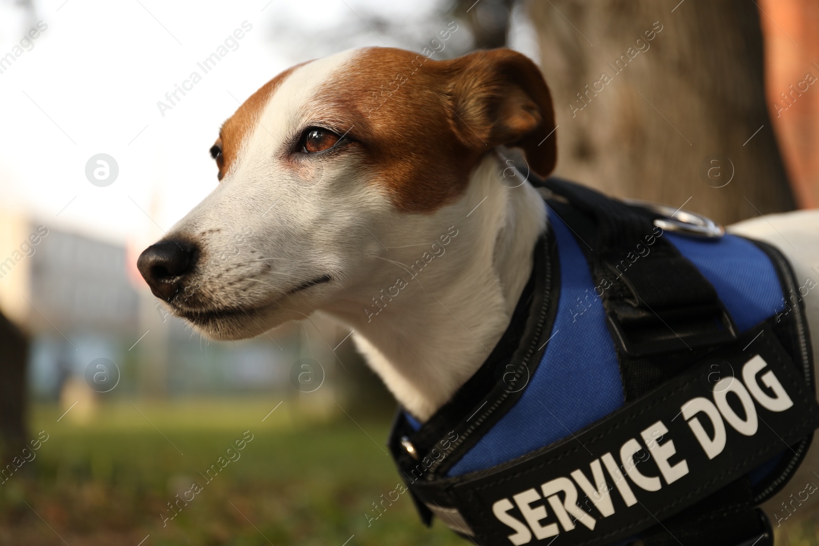 Photo of Cute Jack Russell Terrier wearing service dog vest outdoors, closeup