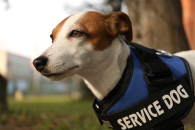 Photo of Cute Jack Russell Terrier wearing service dog vest outdoors, closeup