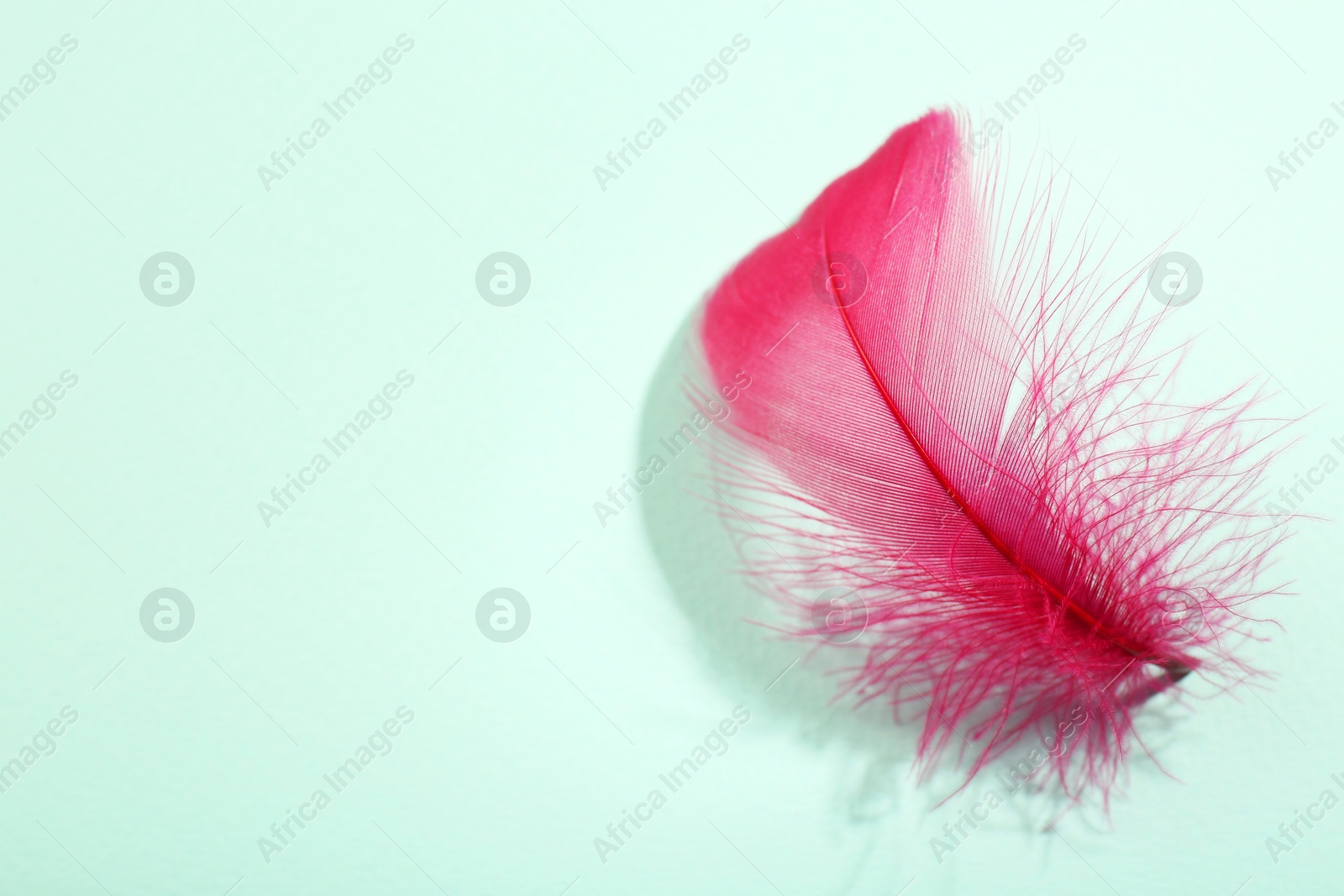 Photo of One fluffy pink feather on light background, closeup. Space for text