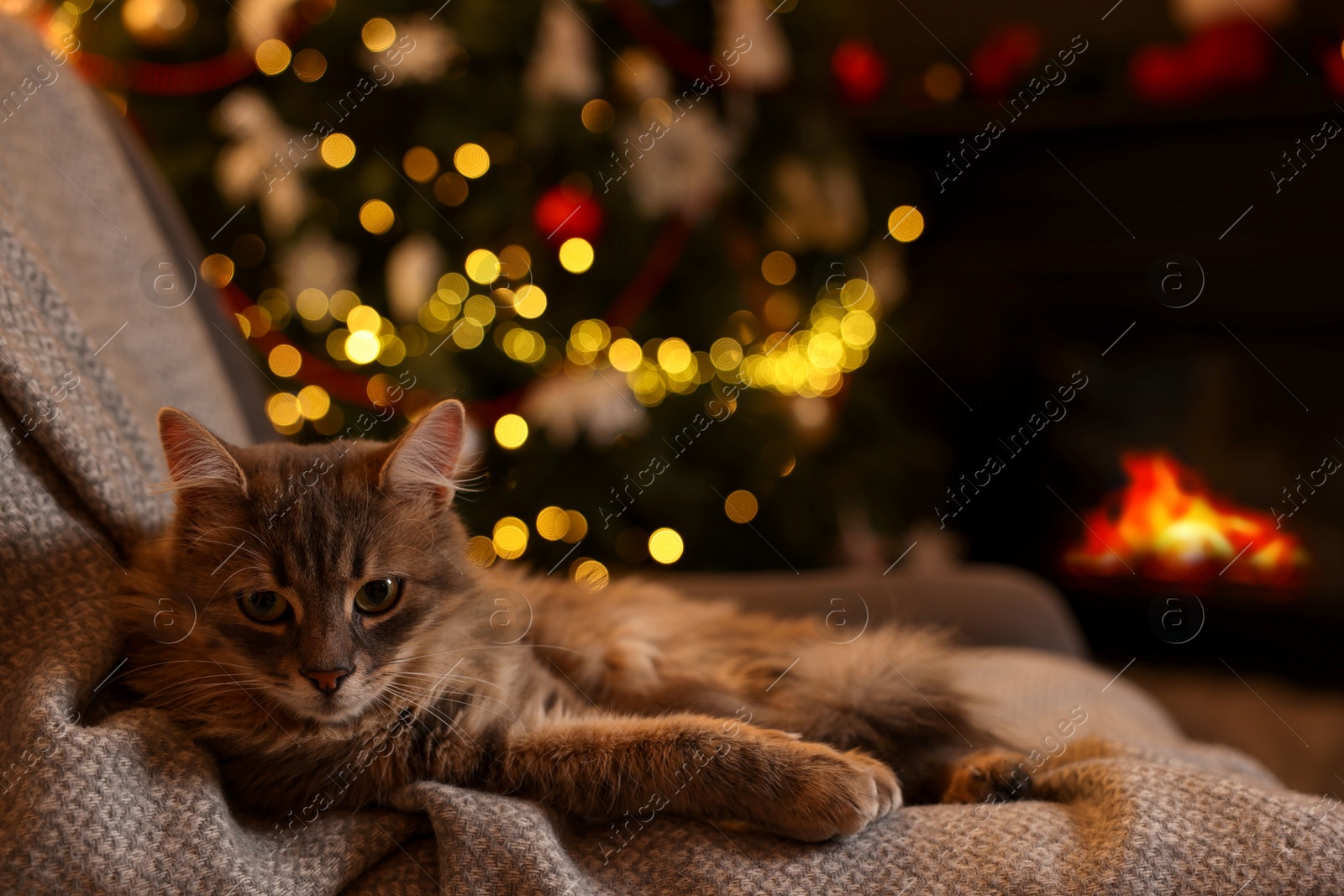 Photo of Cute fluffy cat on armchair against blurred Christmas lights, space for text