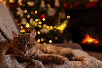 Photo of Cute fluffy cat on armchair against blurred Christmas lights, space for text