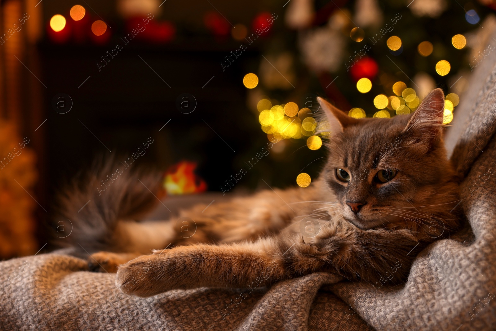 Photo of Cute fluffy cat on armchair against blurred Christmas lights, space for text