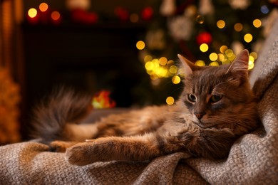 Photo of Cute fluffy cat on armchair against blurred Christmas lights, space for text