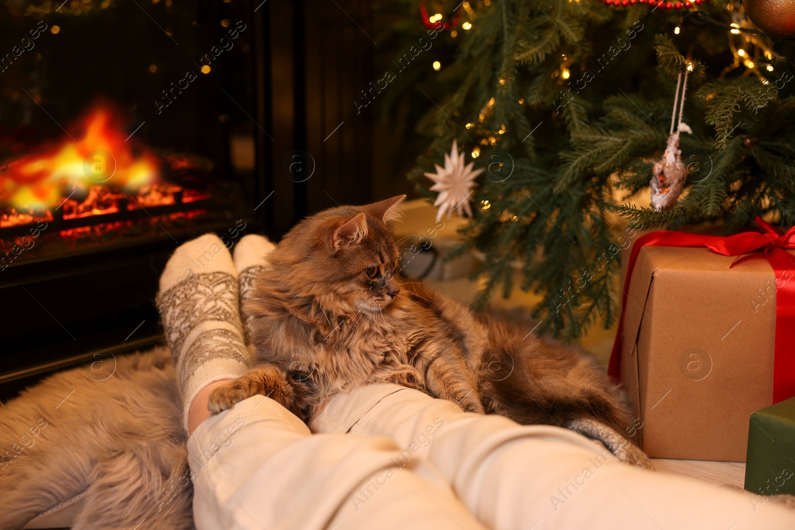 Photo of Woman and cute fluffy cat near fireplace in room decorated for Christmas, closeup