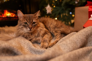 Cute fluffy cat on blanket in room decorated for Christmas