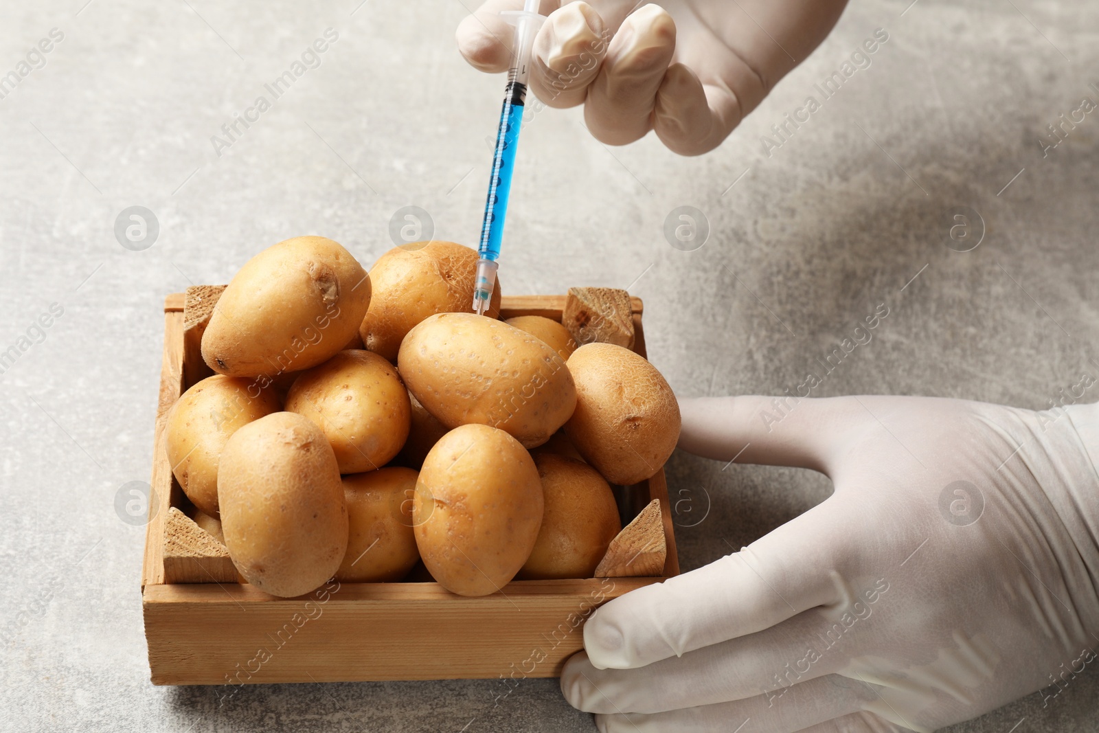 Photo of GMO concept. Scientist injecting something into potatoes at grey table, closeup