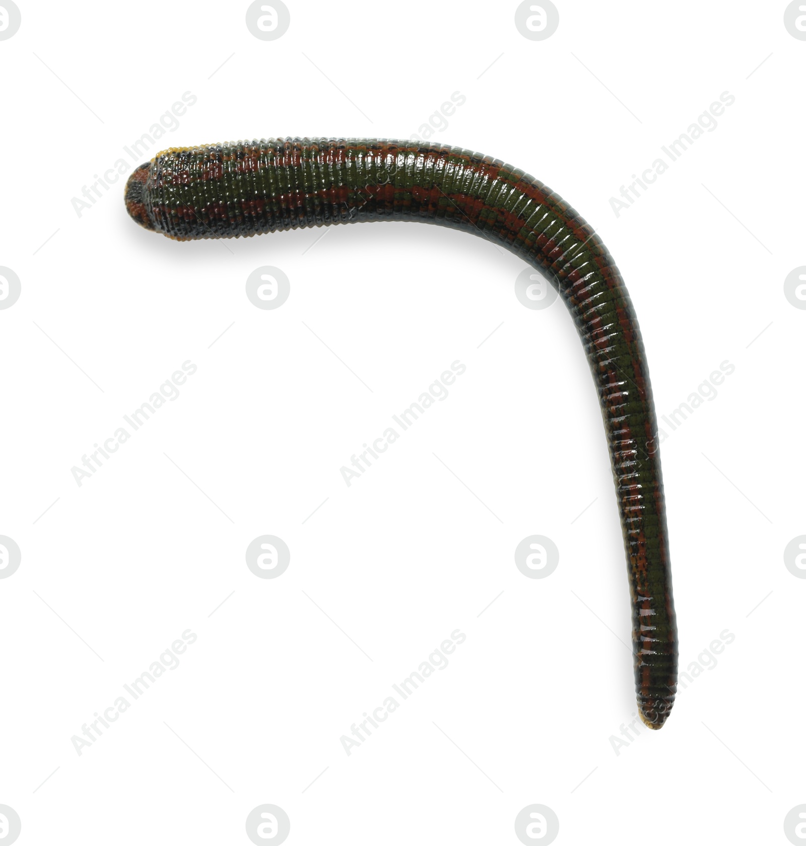 Photo of One medicinal leech isolated on white, top view