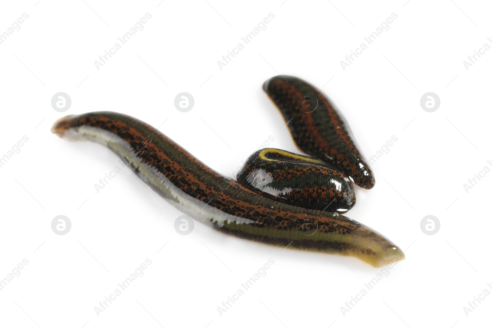 Photo of Medicinal leech isolated on white. Alternative medicine