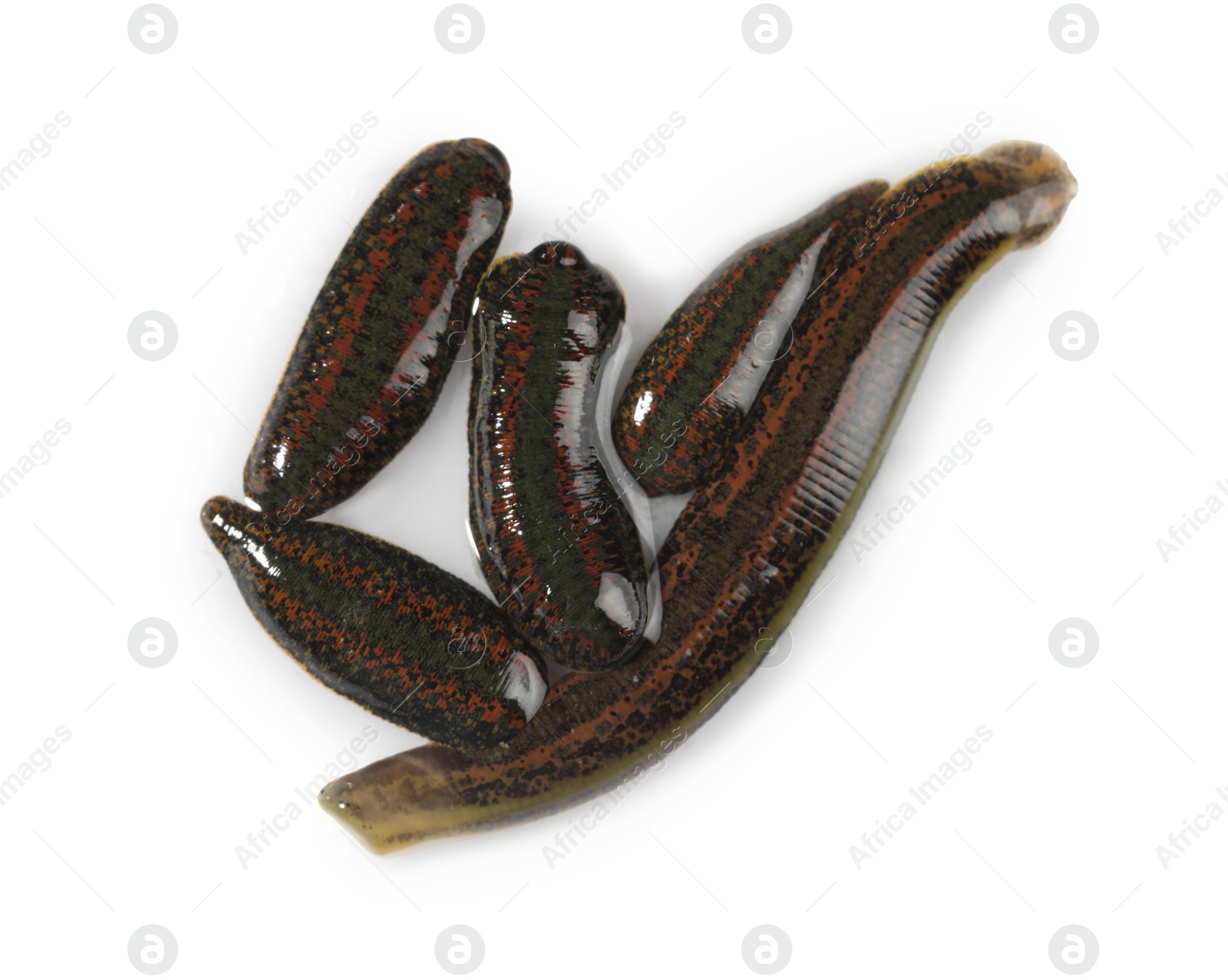 Photo of Medicinal leeches isolated on white, top view