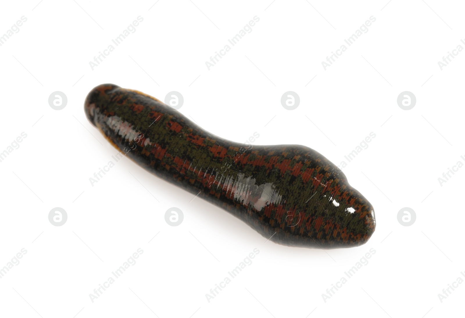 Photo of One medicinal leech isolated on white, top view