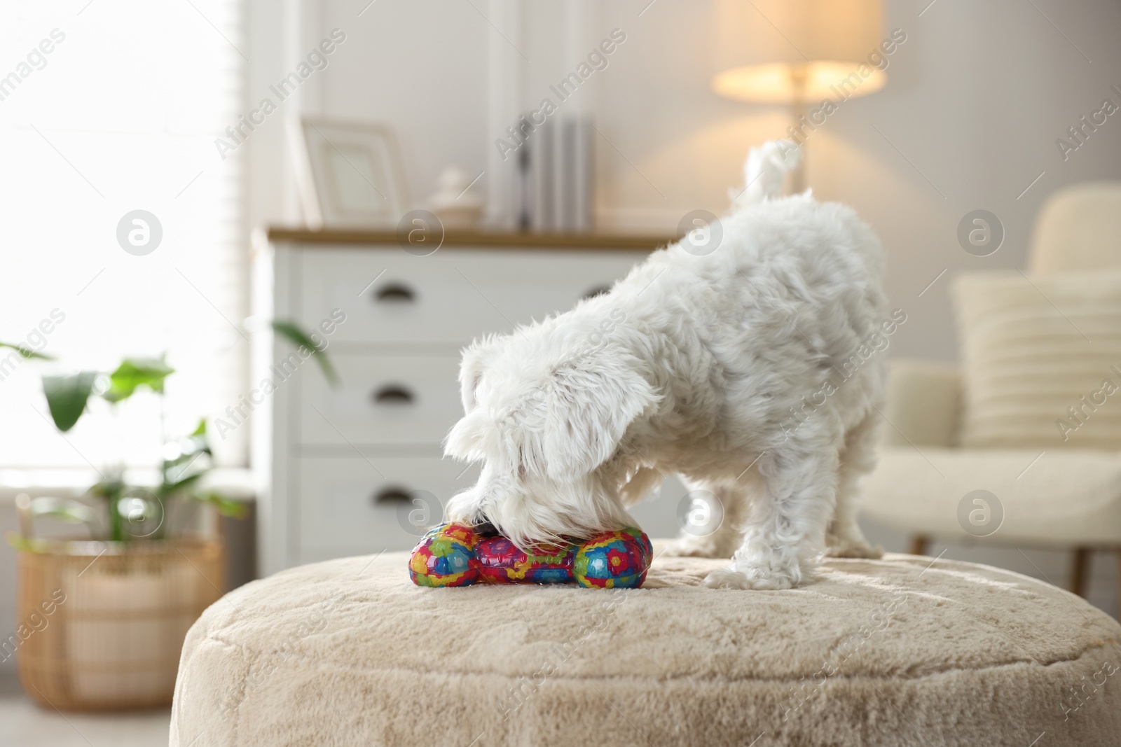 Photo of Cute dog playing with toy on pouf at home. Adorable pet