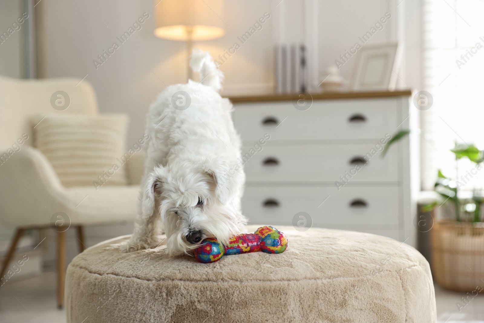 Photo of Cute dog playing with toy on pouf at home. Adorable pet