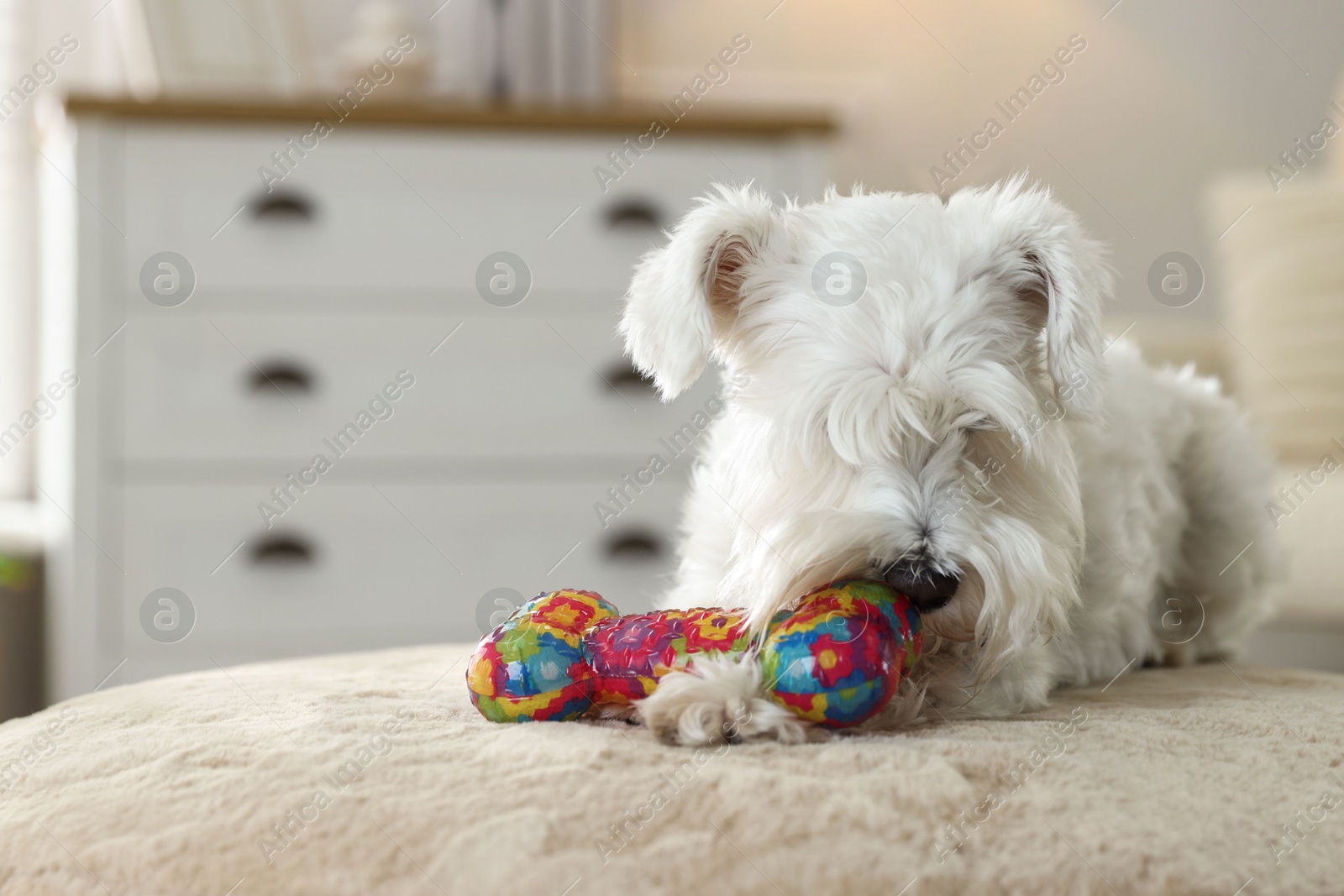 Photo of Cute dog playing with toy on pouf at home. Adorable pet