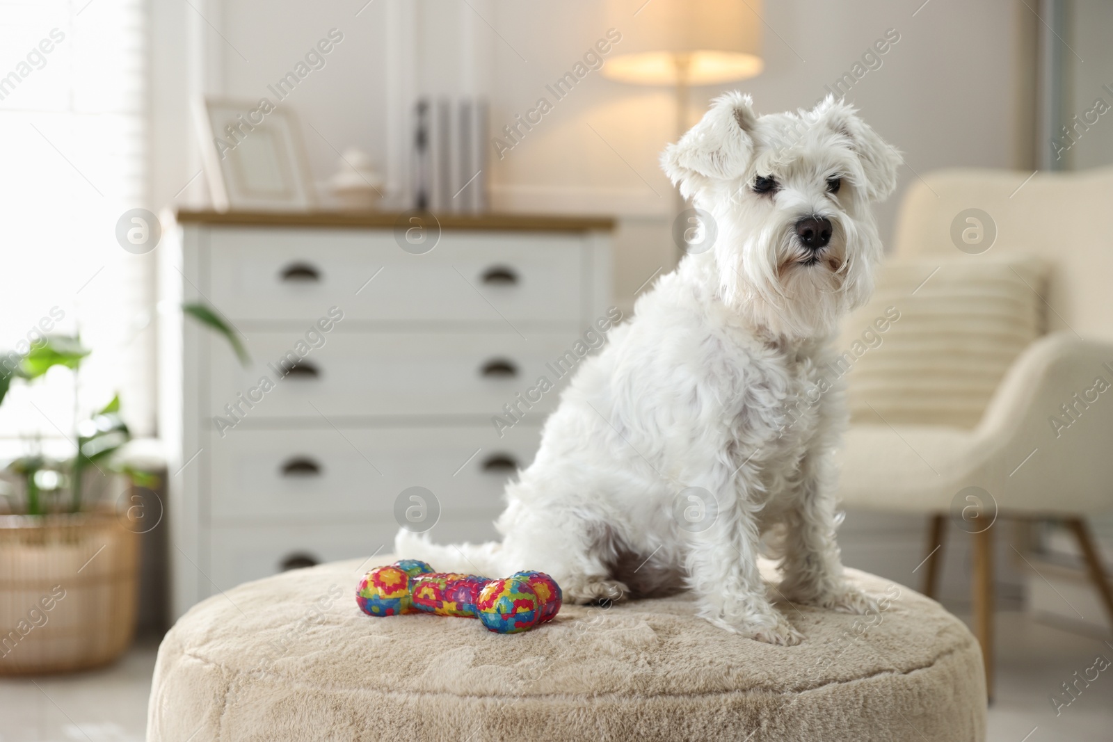 Photo of Cute dog with toy on pouf at home. Adorable pet