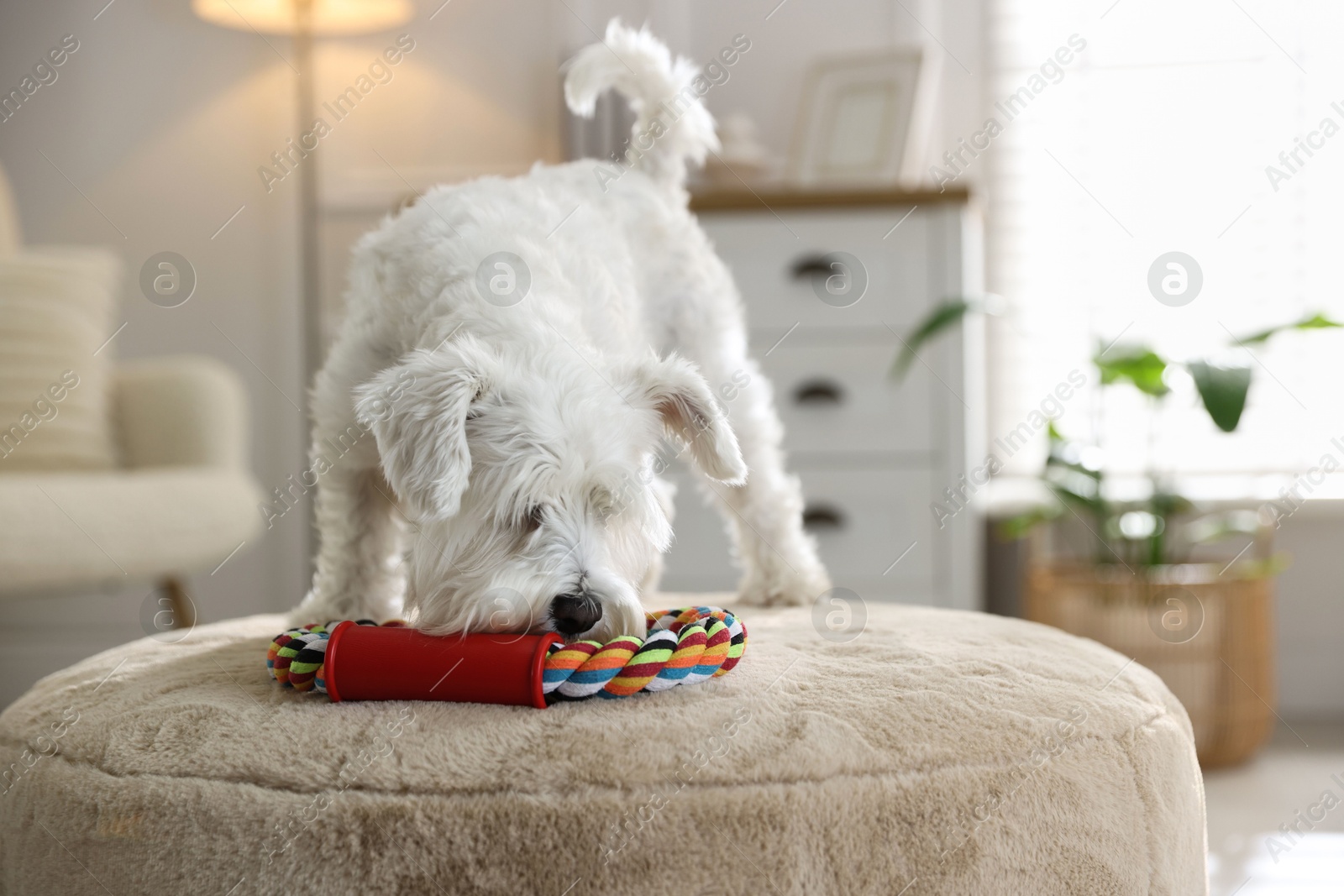 Photo of Cute dog playing with toy on pouf at home. Adorable pet