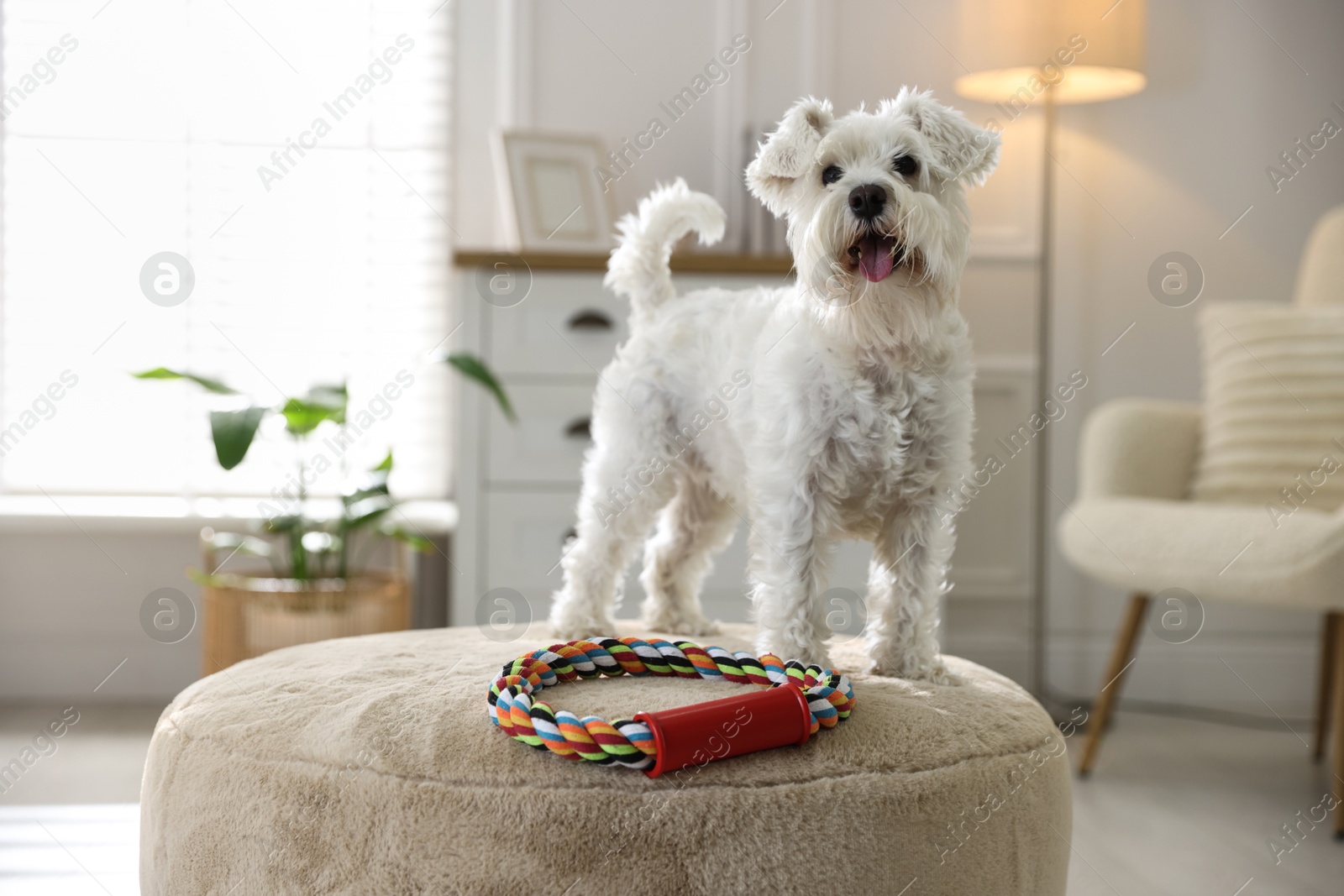 Photo of Cute dog with toy on pouf at home. Adorable pet