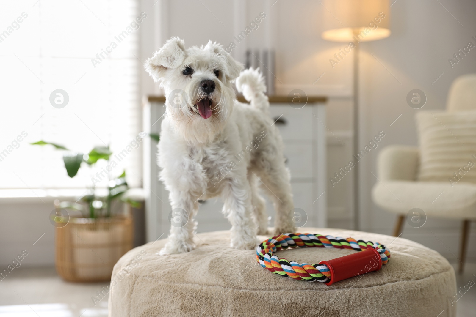 Photo of Cute dog with toy on pouf at home. Adorable pet