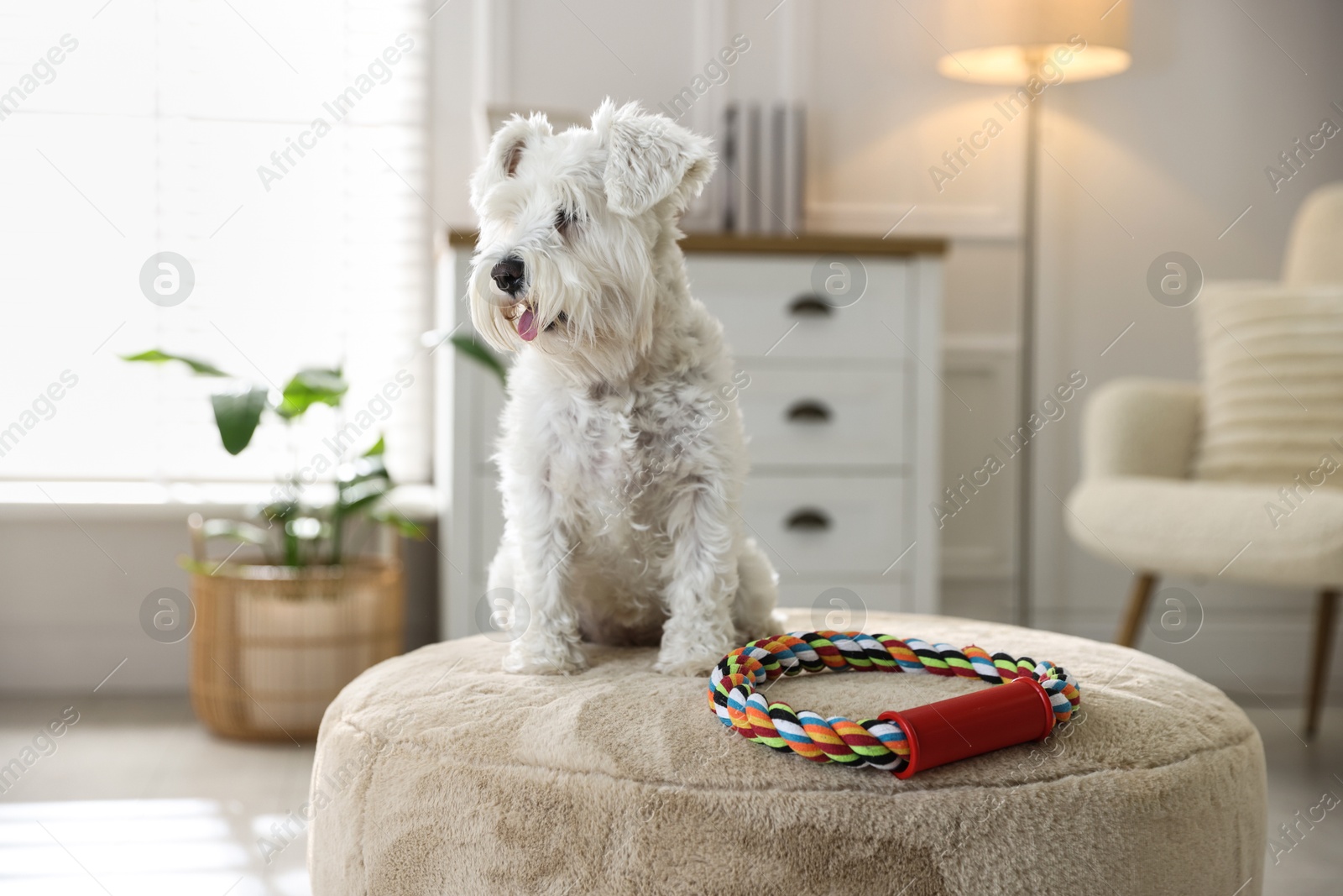 Photo of Cute dog with toy on pouf at home. Adorable pet