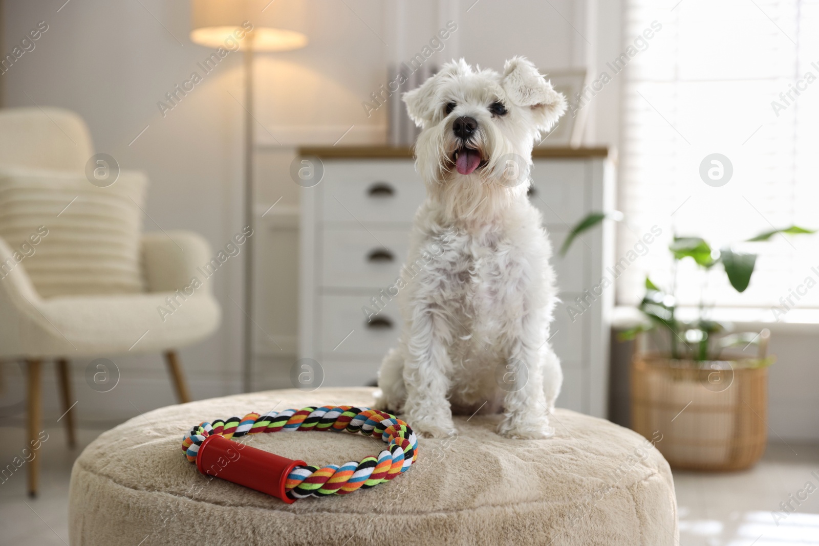 Photo of Cute dog with toy on pouf at home. Adorable pet