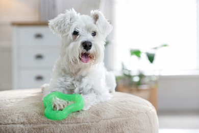 Photo of Cute dog with toy on pouf at home. Adorable pet