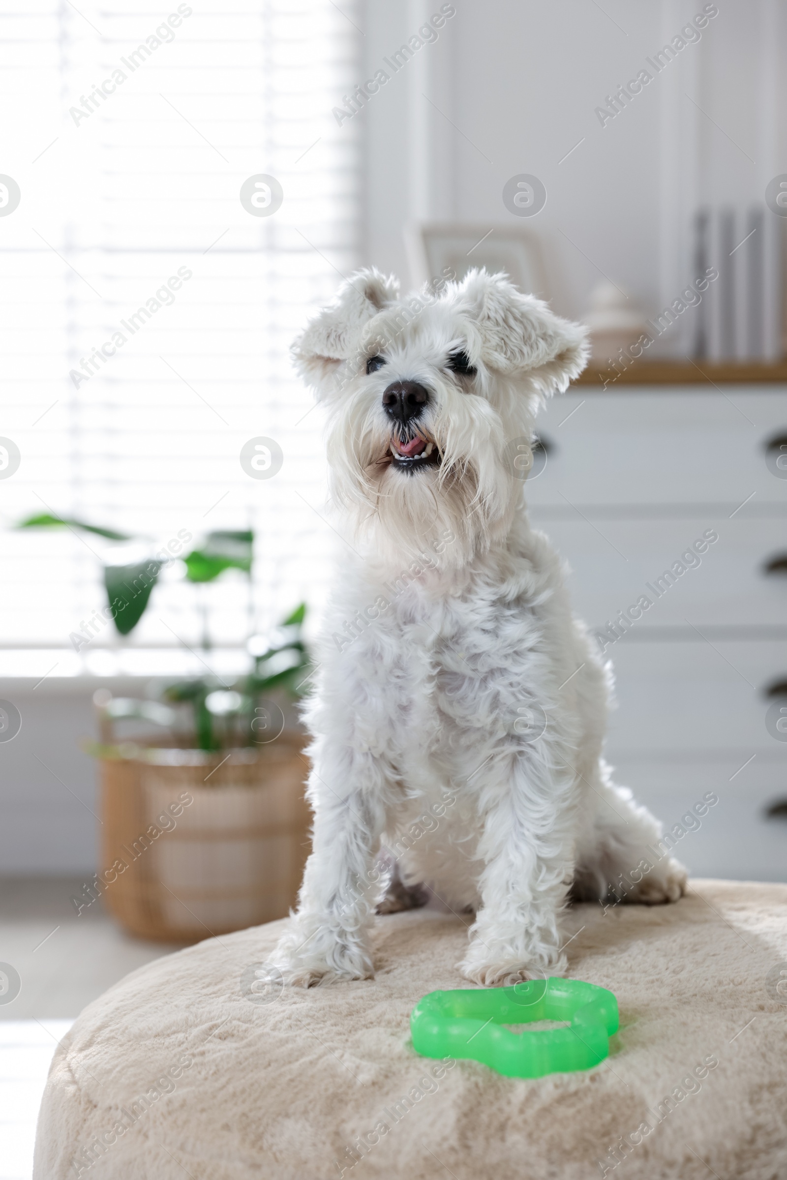 Photo of Cute dog with toy on pouf at home. Adorable pet