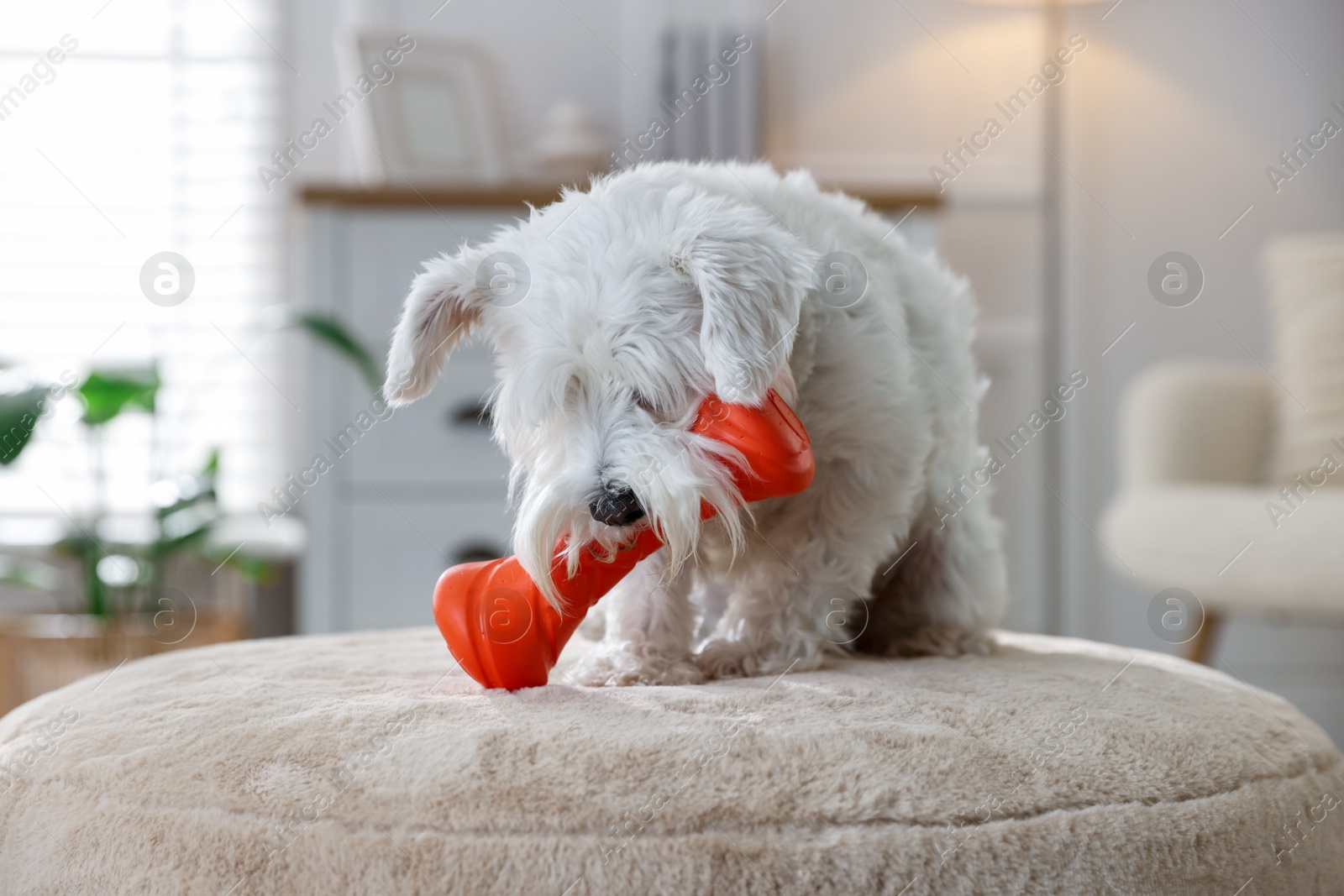 Photo of Cute dog playing with toy on pouf at home. Adorable pet