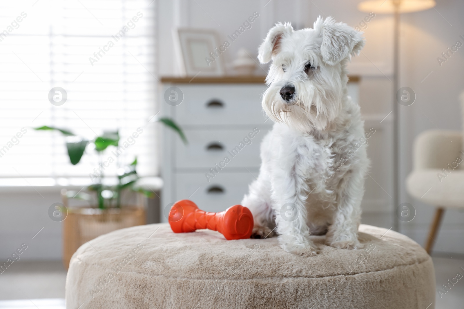 Photo of Cute dog with toy on pouf at home. Adorable pet