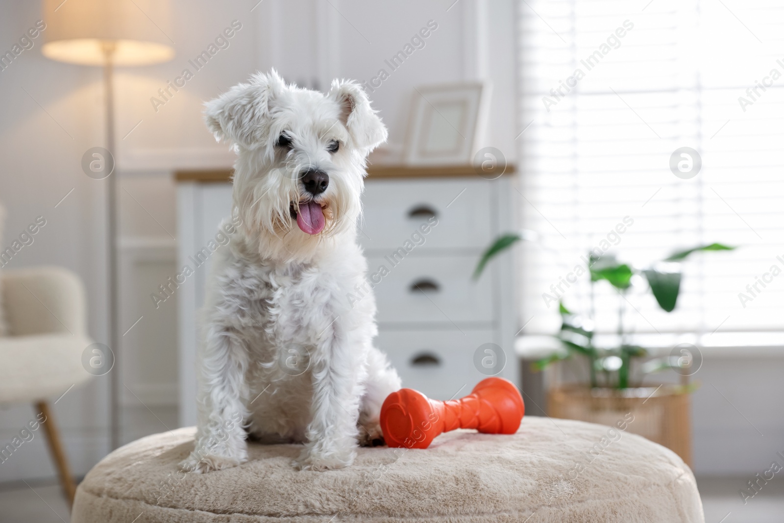 Photo of Cute dog with toy on pouf at home. Adorable pet