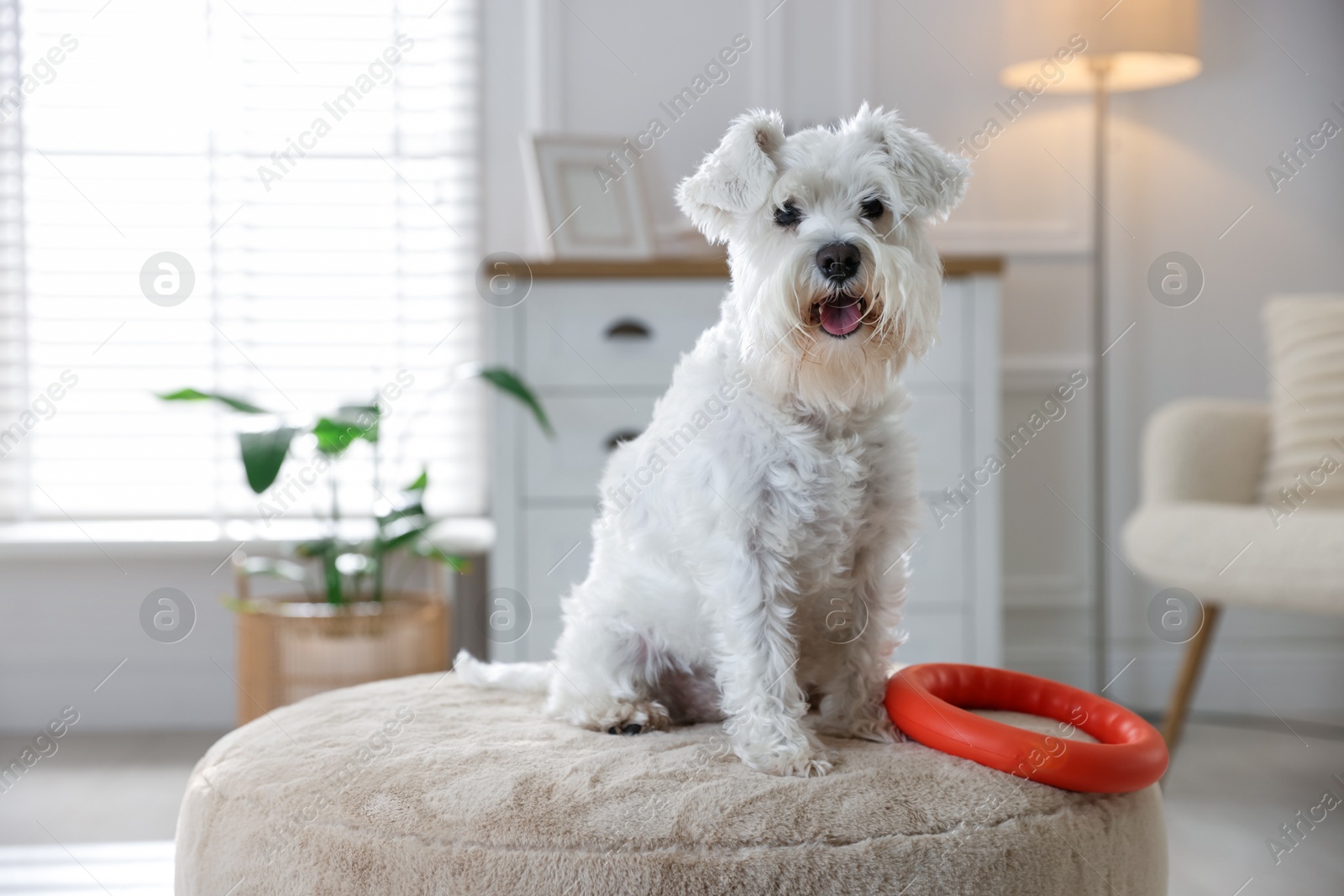 Photo of Cute dog with toy on pouf at home. Adorable pet