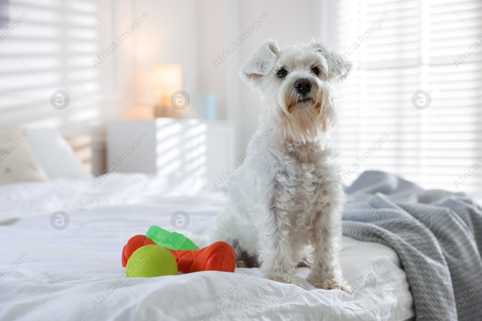 Photo of Cute dog with toys on bed at home. Adorable pet