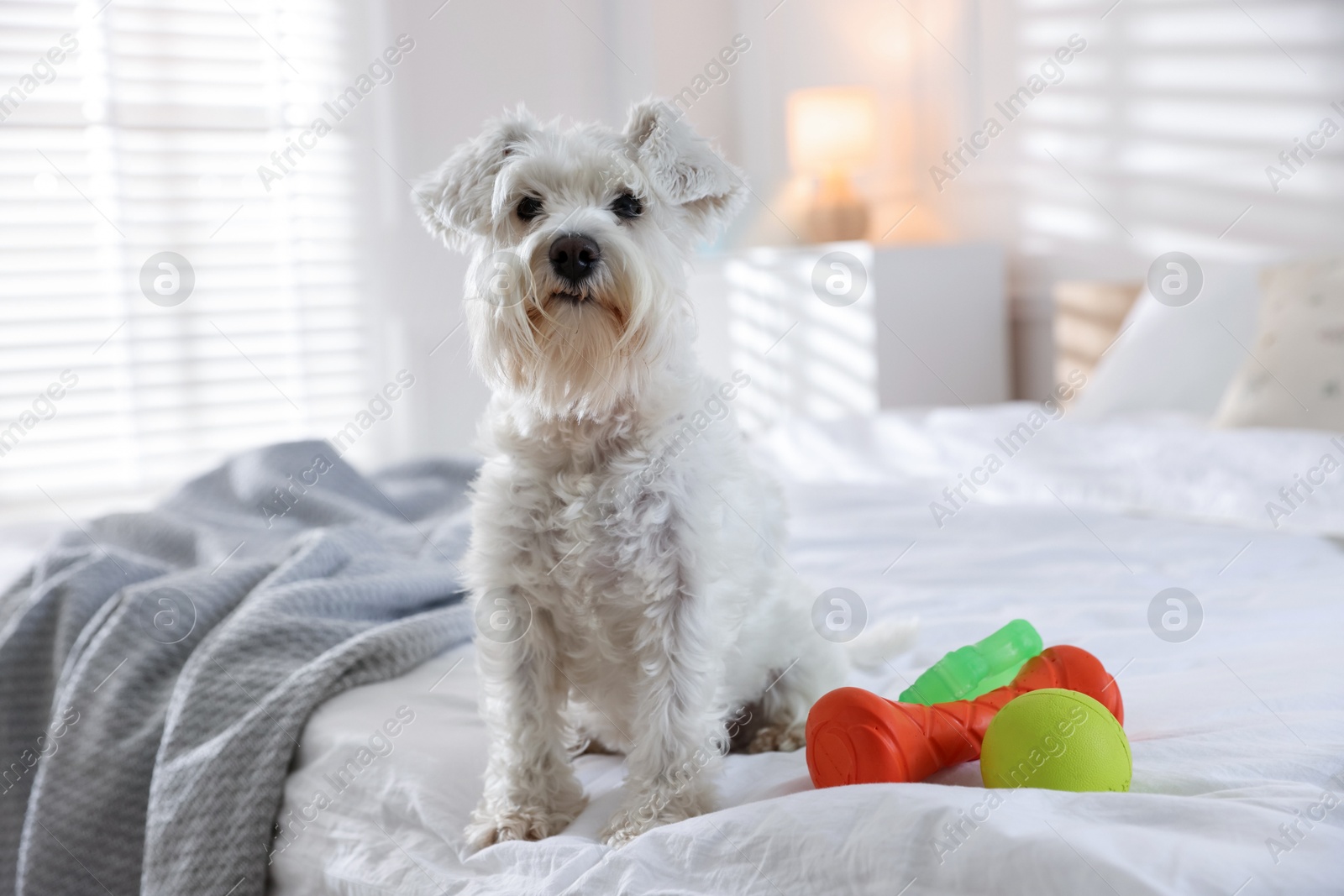 Photo of Cute dog with toys on bed at home. Adorable pet