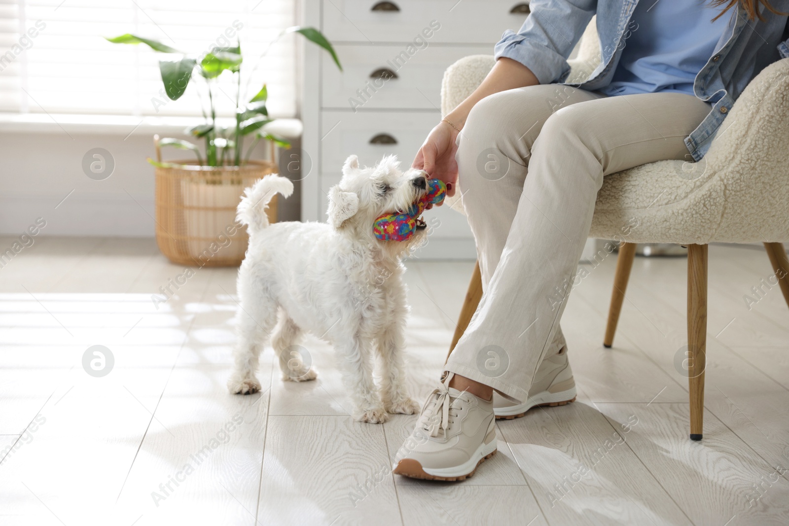 Photo of Owner giving toy to cute dog at home, closeup with space for text. Adorable pet