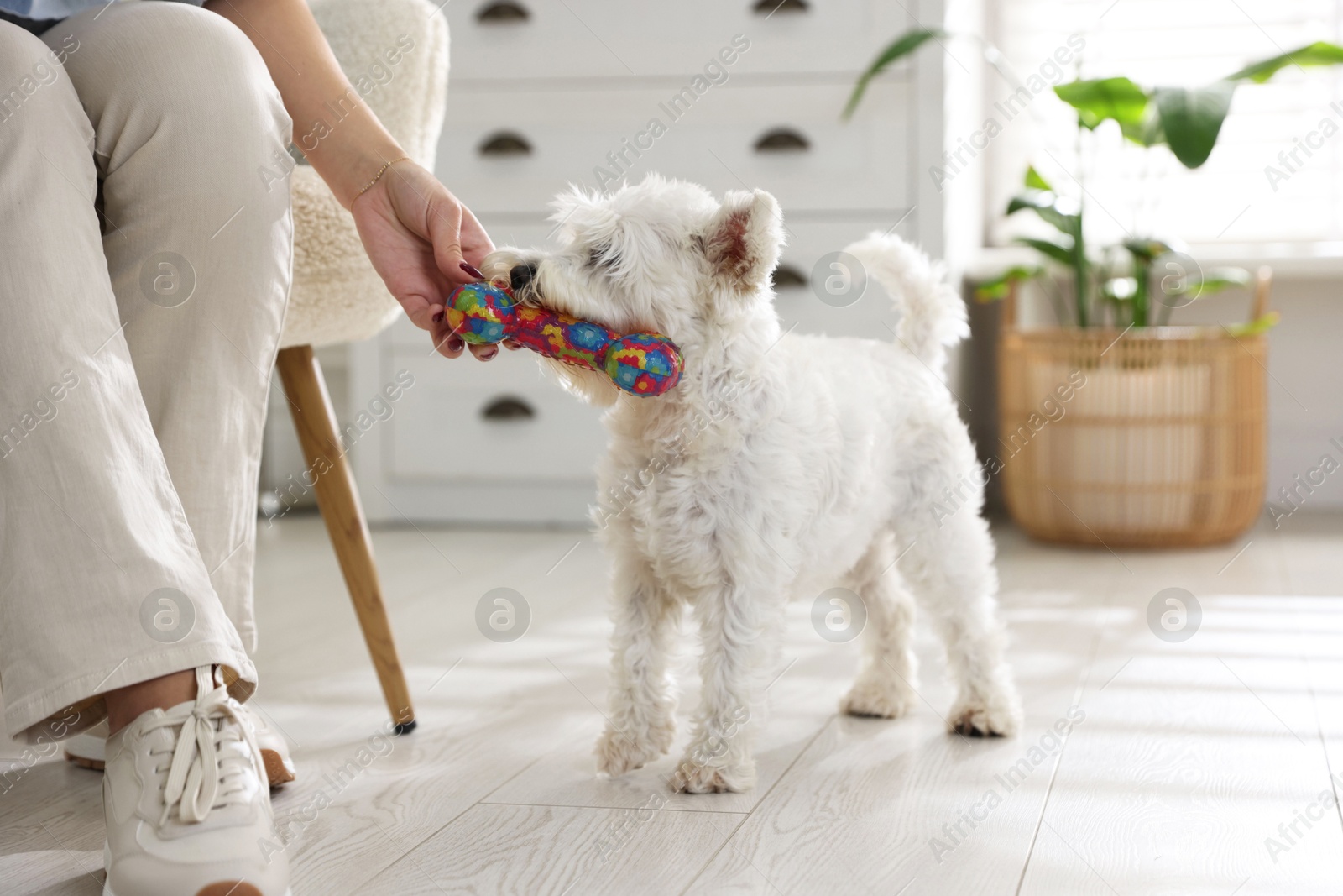 Photo of Owner giving toy to cute dog at home, closeup. Adorable pet