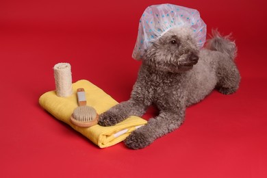 Photo of Cute dog with shower cap and other bath accessories on red background