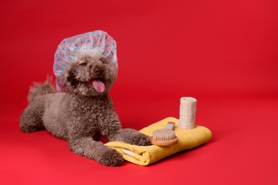 Photo of Cute dog with shower cap and other bath accessories on red background