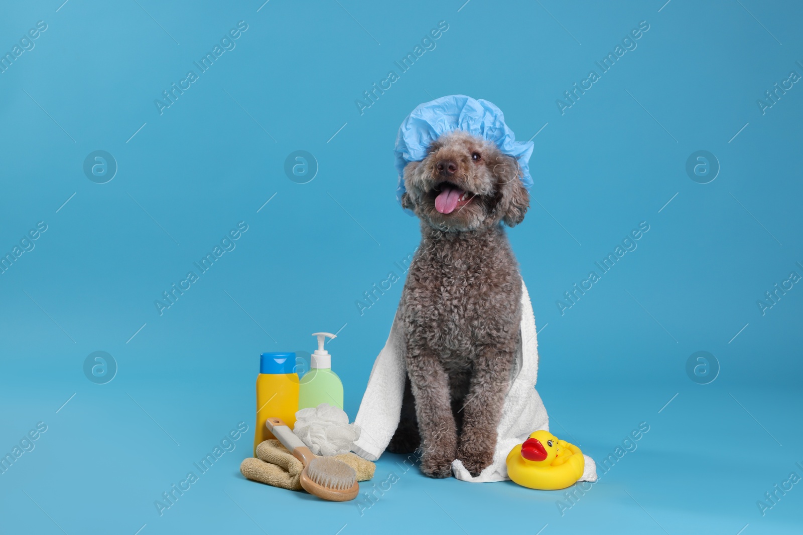 Photo of Cute dog with shower cap and other bath accessories on light blue background