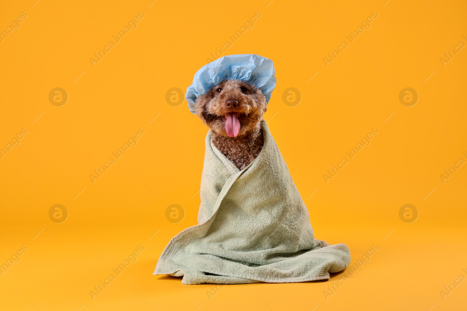 Photo of Cute dog with shower cap and towel on orange background