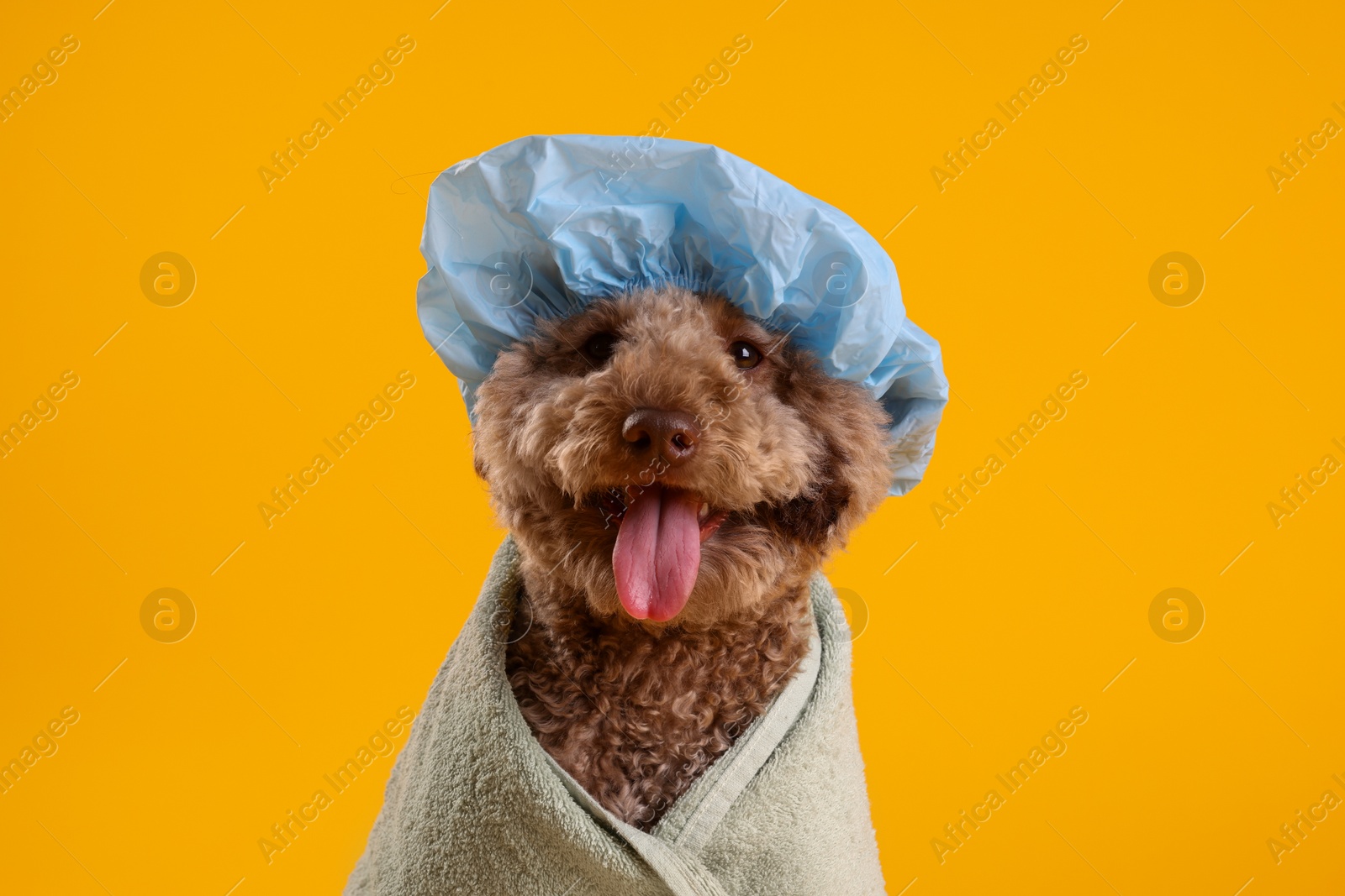 Photo of Cute dog with shower cap and towel on orange background