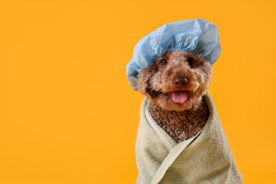 Photo of Cute dog with shower cap and towel on orange background, space for text