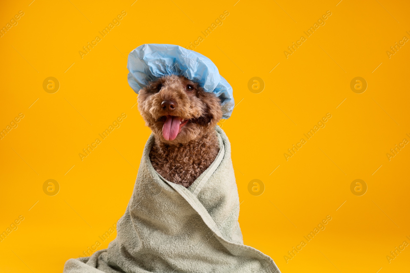 Photo of Cute dog with shower cap and towel on orange background, space for text