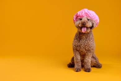 Photo of Cute dog with shower cap on orange background, space for text